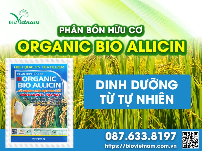 Organic Bio Allicin - dinh dưỡng cho lúa năng suất cao