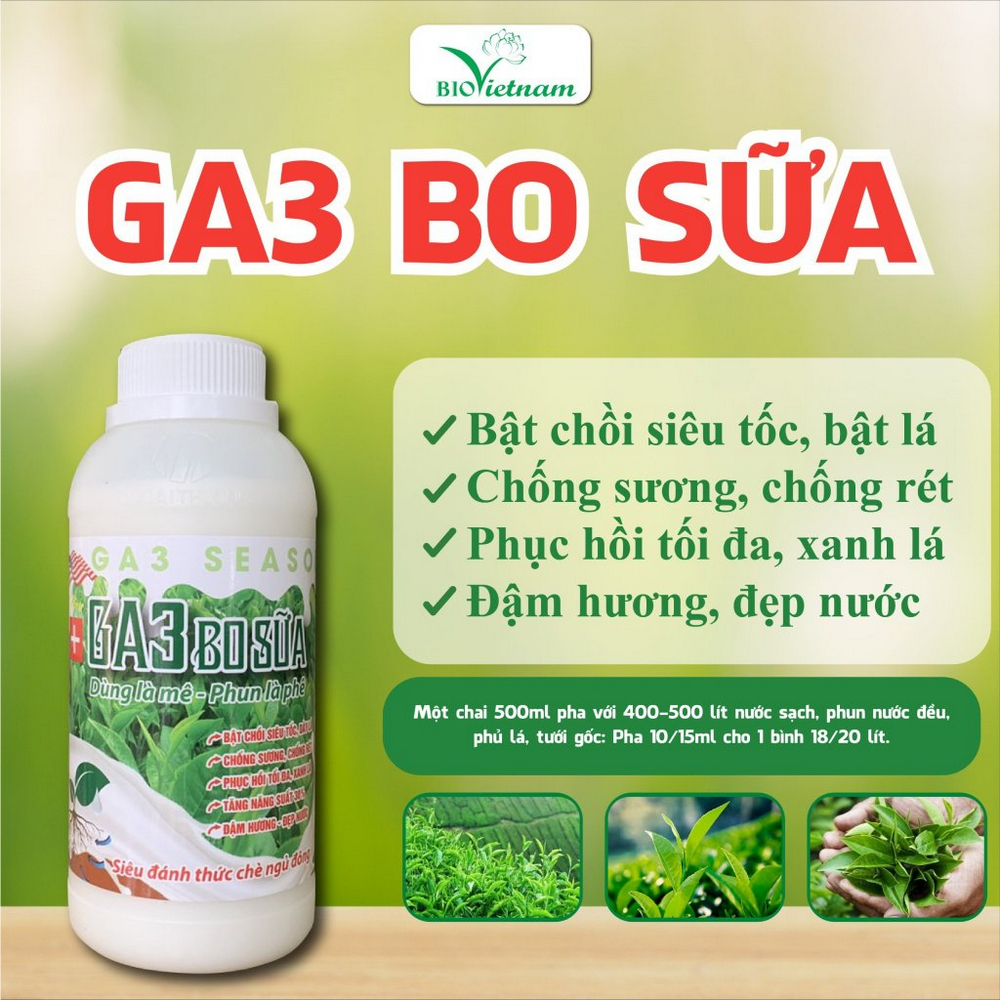 GA3 Bó Sữa - Siêu đánh thức chè đông