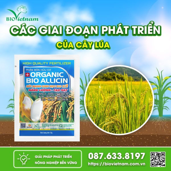 Các giai đoạn phát triển của cây lúa