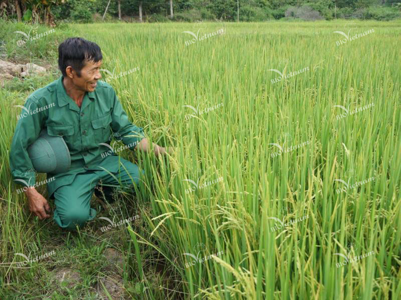 Căn cứ từng thời điểm phát triển của cây lúa để đảm quá sinh trưởng ổn định