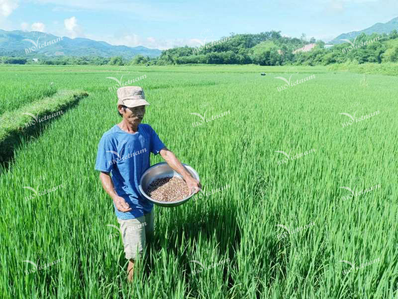 Cung cấp đầy đủ phân bón cho cây lúa giai làm đòng