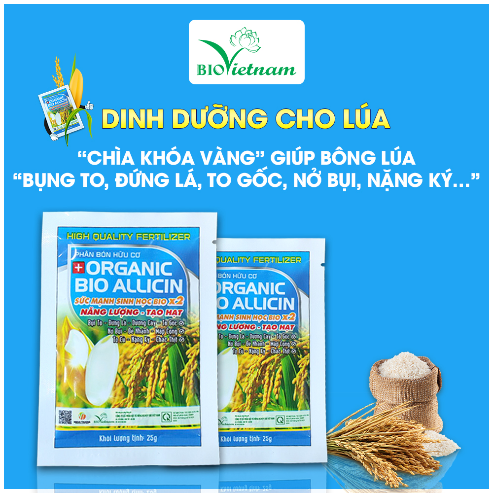 Bio Việt Nam - dinh dưỡng cho lúa bụng to, đứng lá