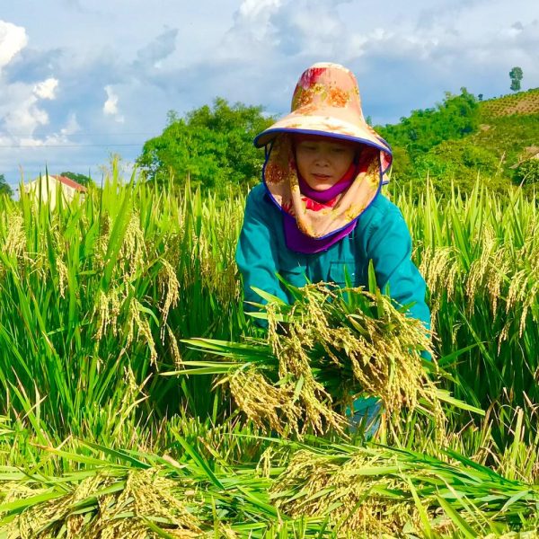 Phân bón cho lúa: nâng cao năng suất không ngờ