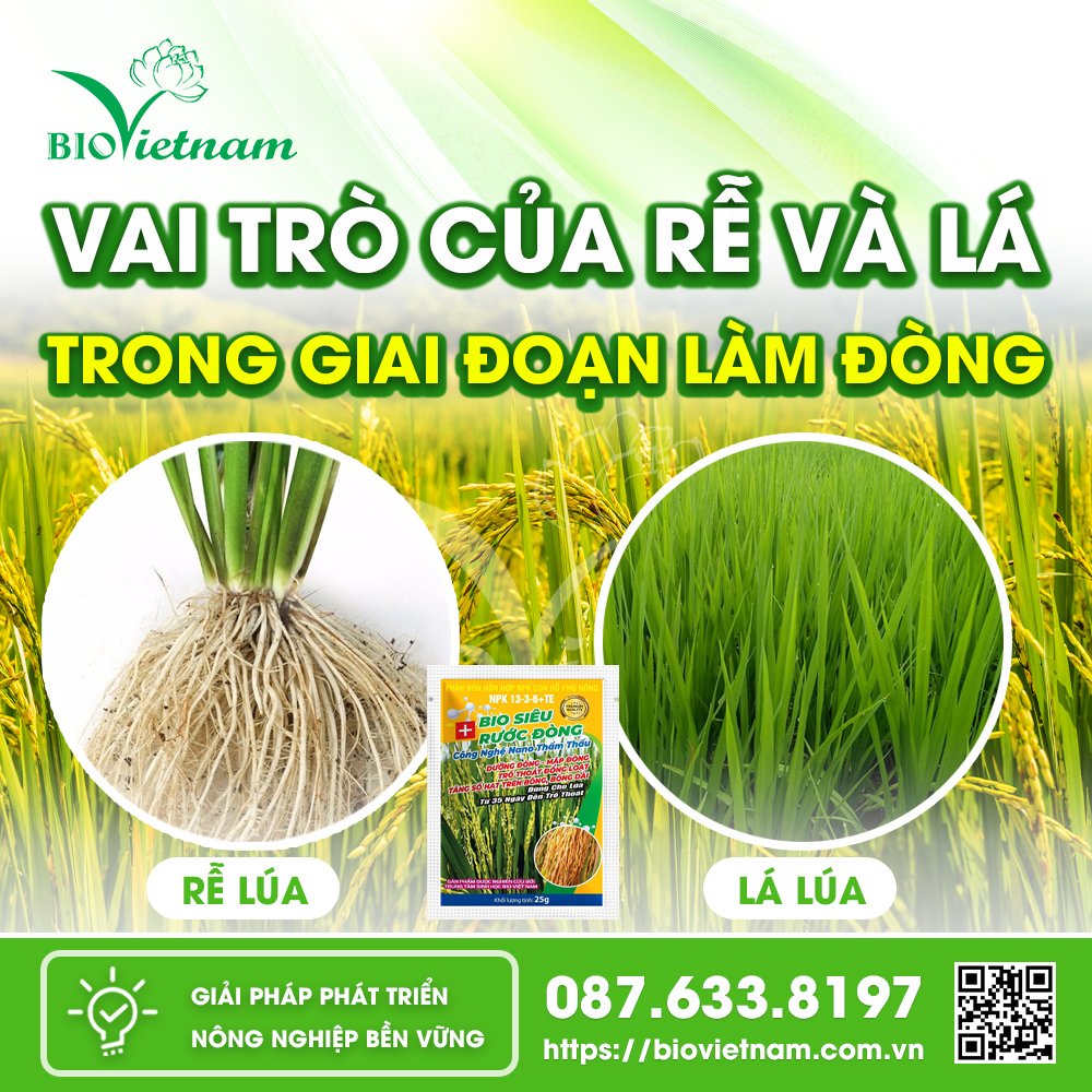 Vai Trò Của Rễ Và Lá Trong Giai Đoạn Làm Đòng