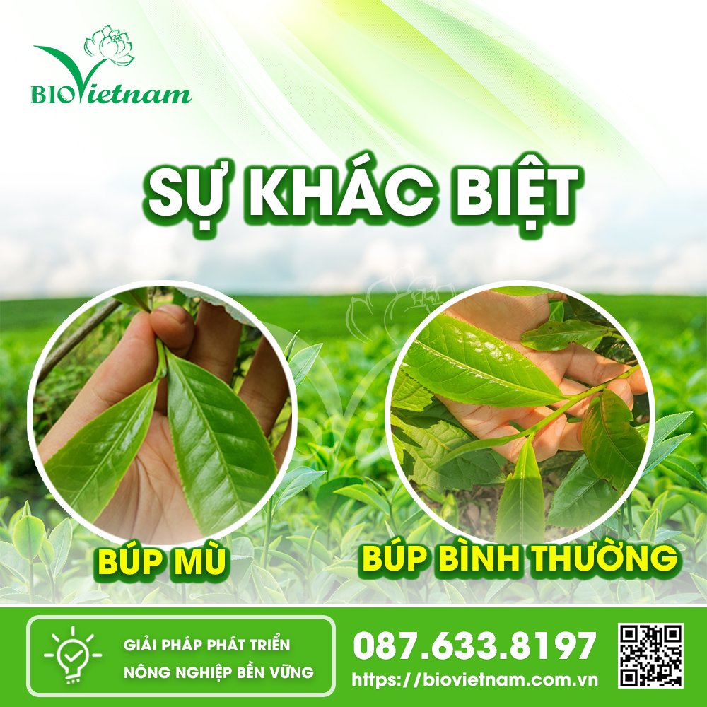 Sự khác biệt giữa búp mù và búp bình thường ở cây chè