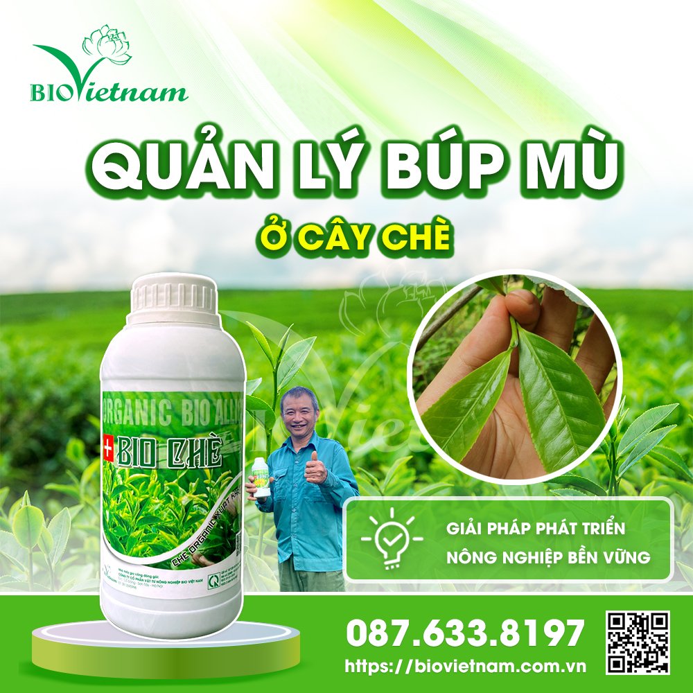 QUẢN LÝ BÚP MÙ Ở CÂY CHÈ