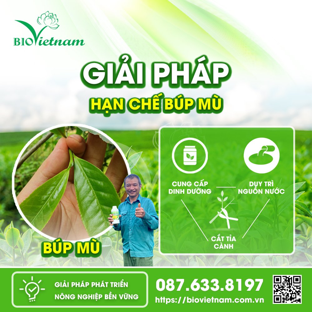 Một số giải pháp hạn chế búp mù ở cây chè