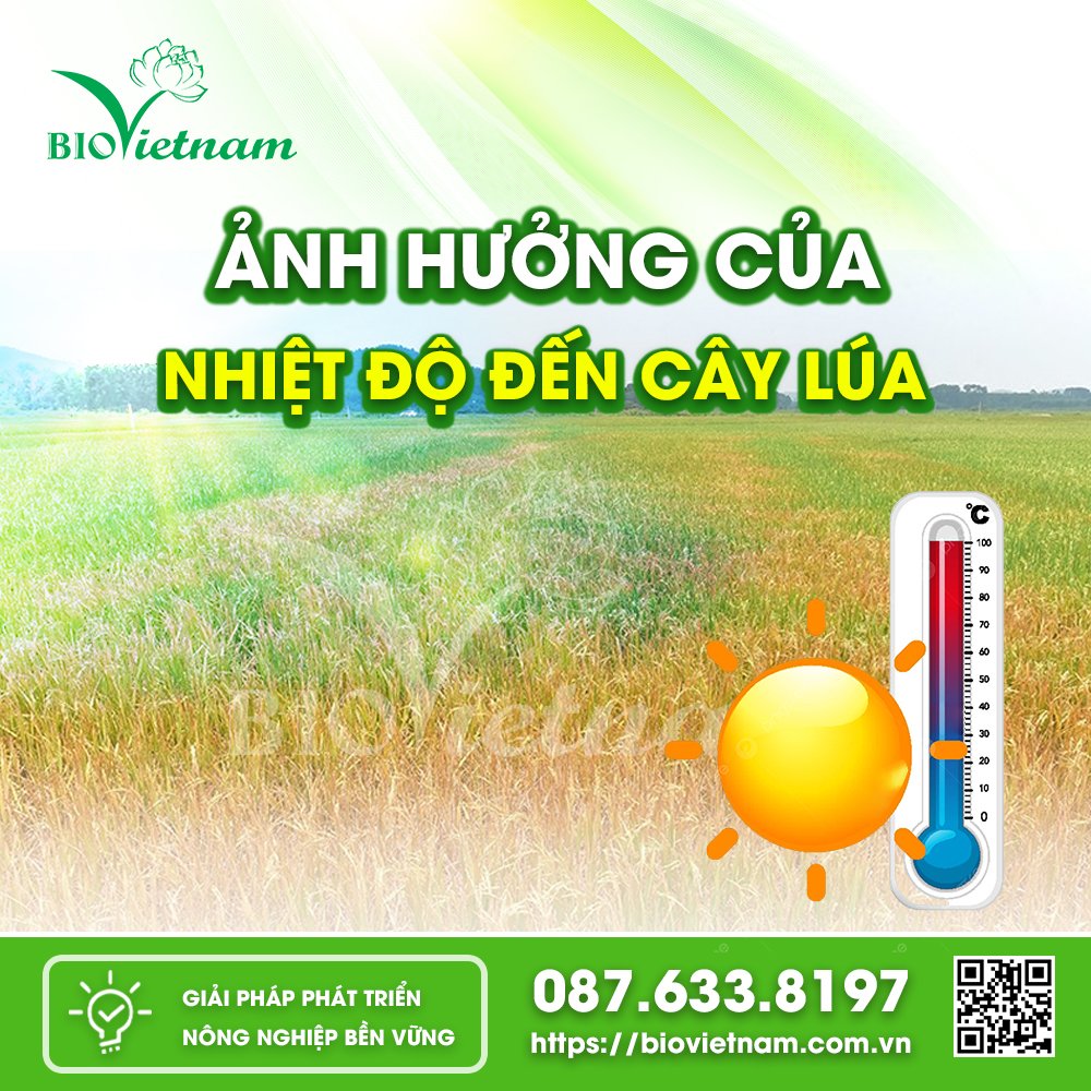 Nhiệt độ cao ảnh hưởng tiêu cực đến cây lúa