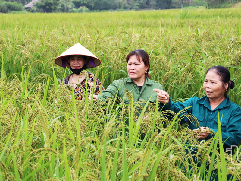 Phân bón hữu cơ mang lại nền nông nghiệp bền vững