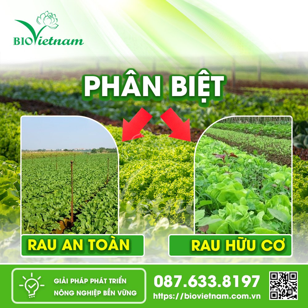 Phân biệt Rau an toàn và Rau hữu cơ