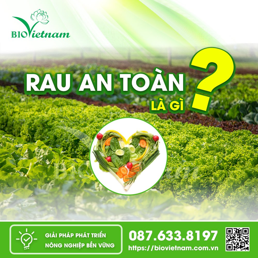 Rau an toàn - thực phẩm dinh dưỡng