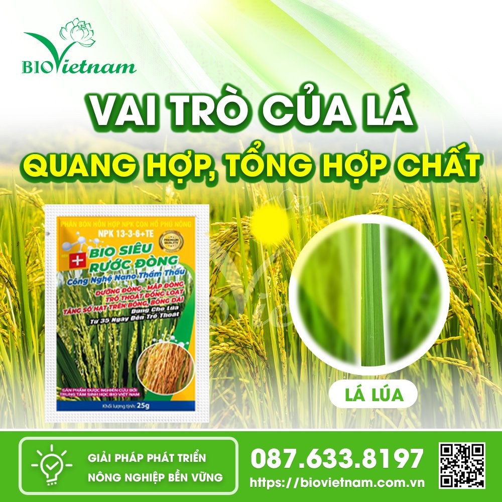 Là lúa có vai trò quang hợp và tổng hợp chất ở cây lúa