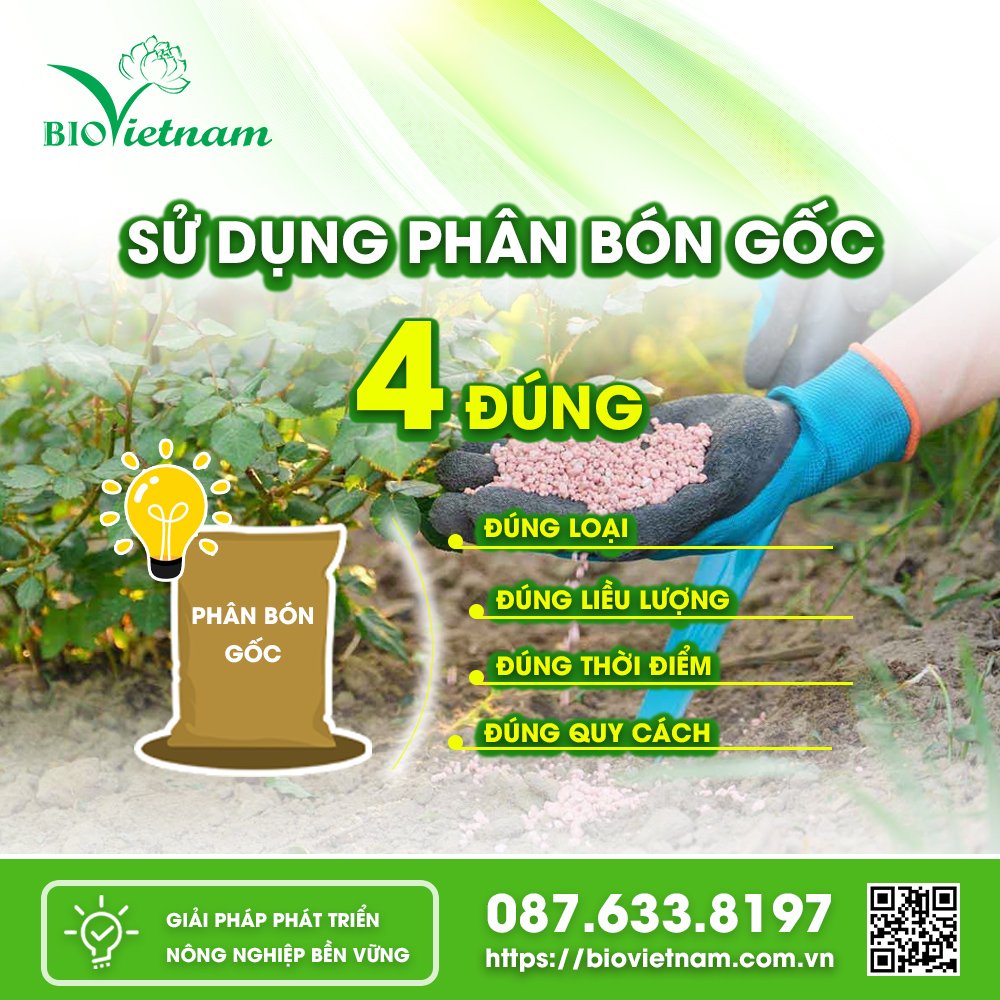 Nguyên tắc "4 đúng" trong sử dụng phân bón gốc