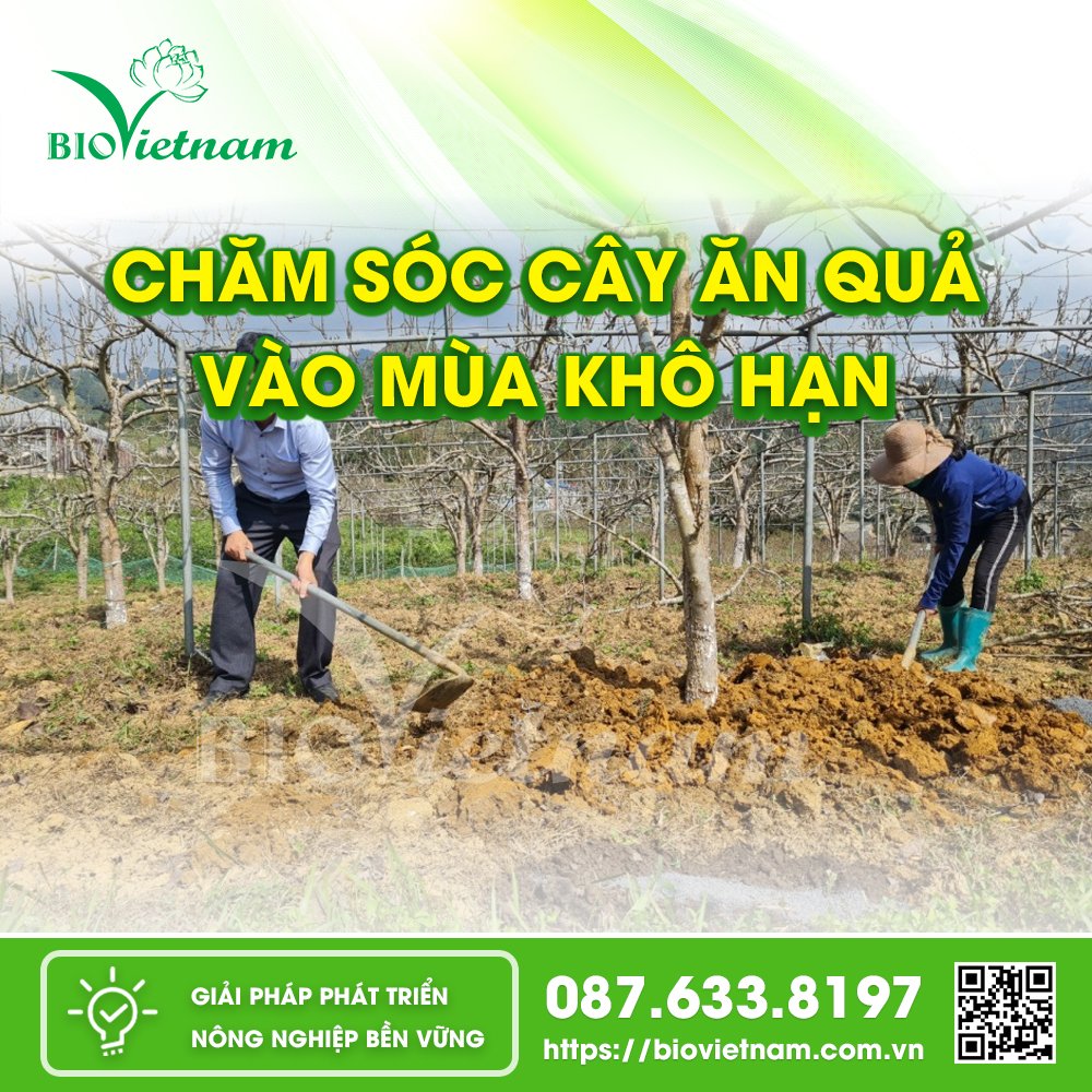 Kỹ Thuật Chăm Sóc Cây Ăn Quả Vào Mùa Khô Hạn