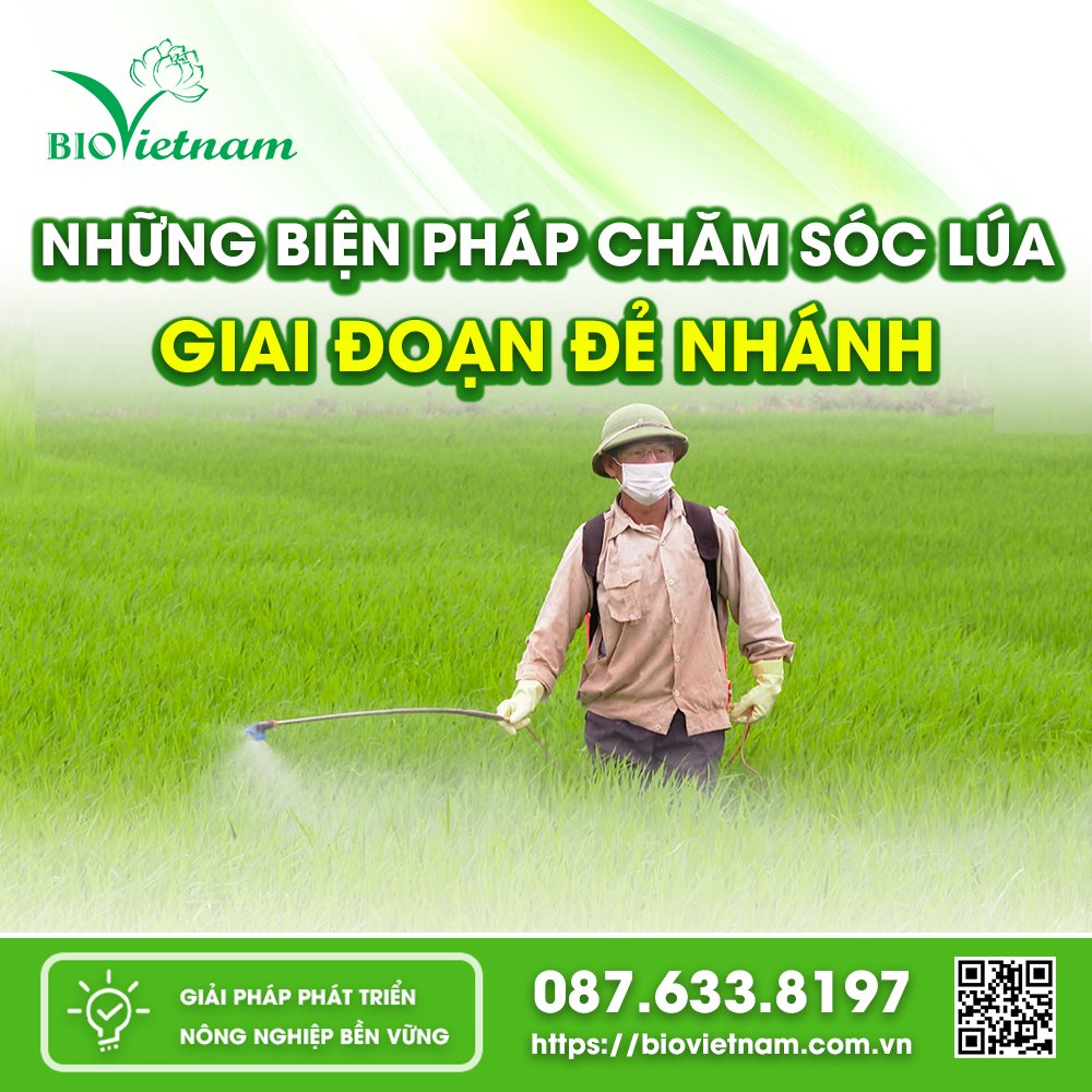 Cần có kỹ thuật chăm sóc lúa thời kì Đẻ nhánh 