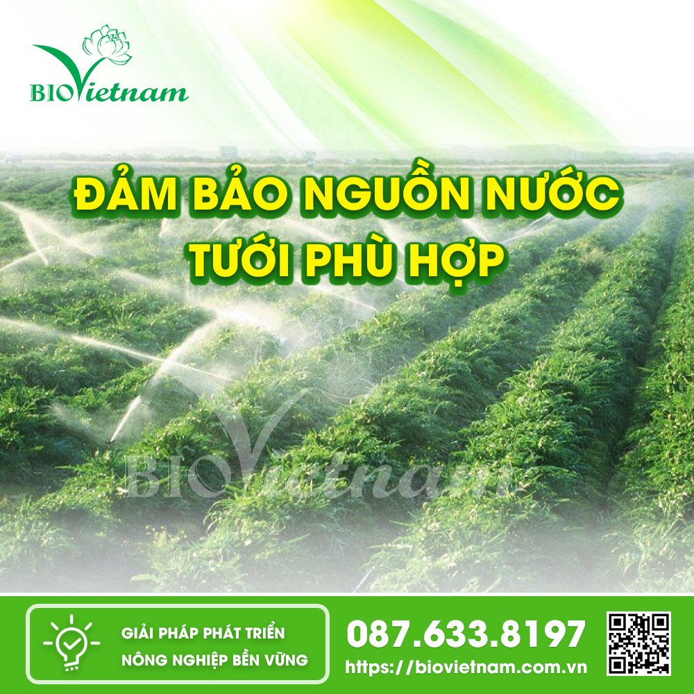 Nguồn nước tưới ổn định giúp cây phát triển tối đa