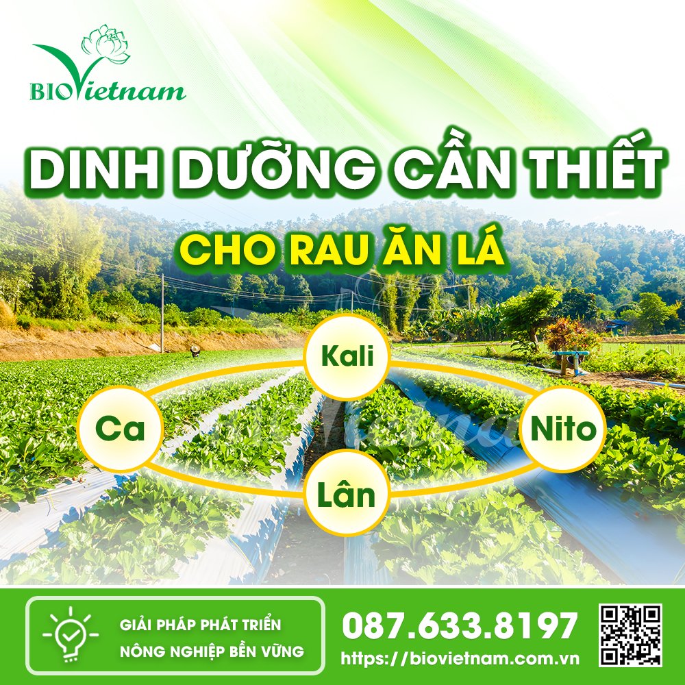 Rau ăn lá cần các chất dinh dưỡng để "lớn lên"