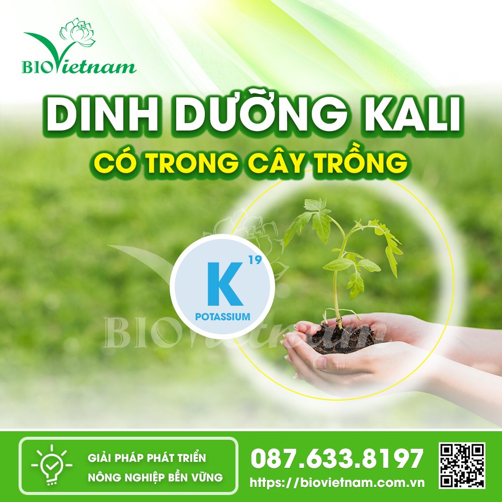 Kali là một trong những thành phần dinh dưỡng quan trọng cho cây trồng