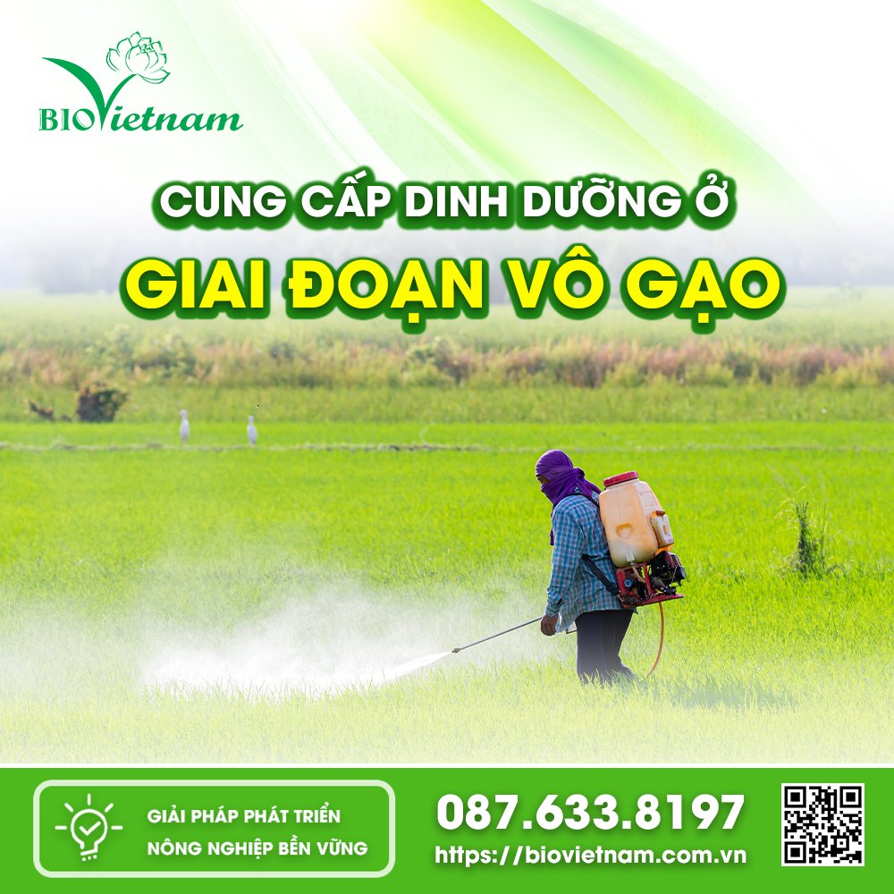 Cung cấp dinh dưỡng đầy đủ ở giai đoạn vô gạo để thu hoạch được sản lượng cao 