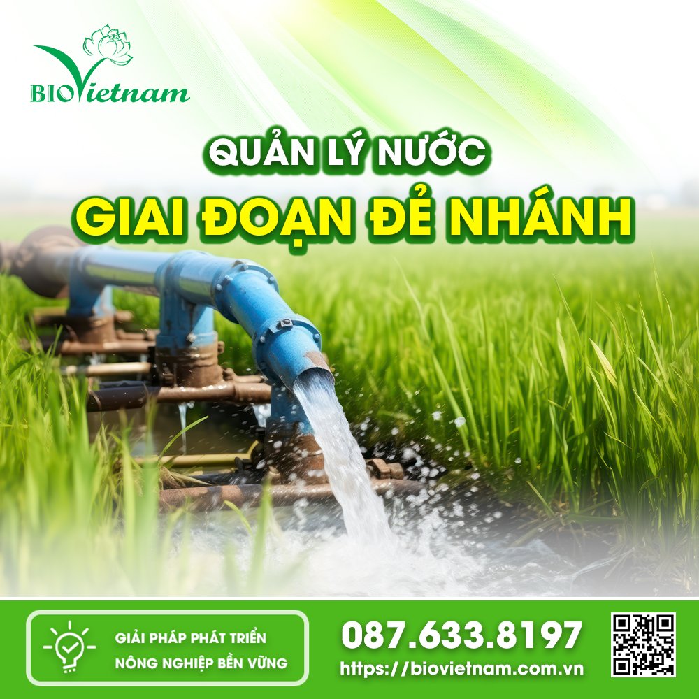 Bước vào giai đoạn Đẻ nhánh bà con cần chú ý đến mực nước cần cho lúa