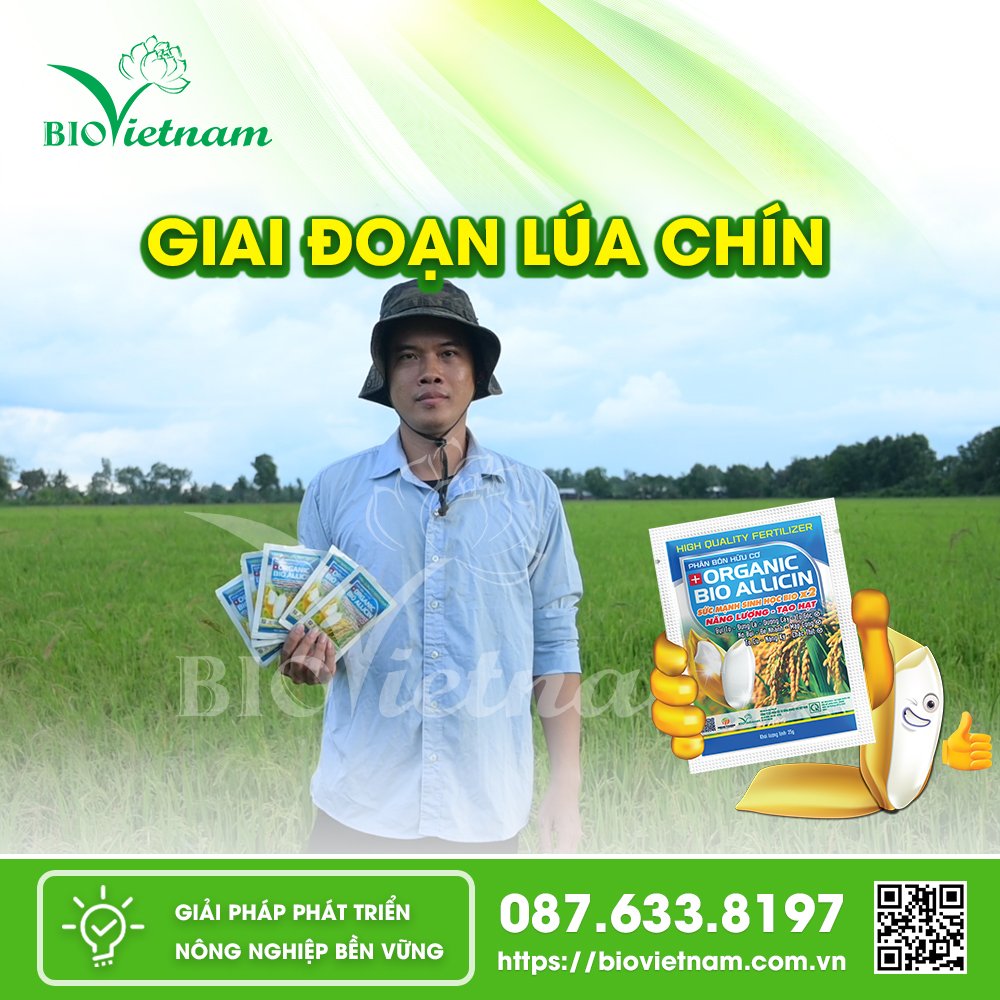 Cung cấp dinh dưỡng cần thiết để hạt lúa nặng trĩu bông 