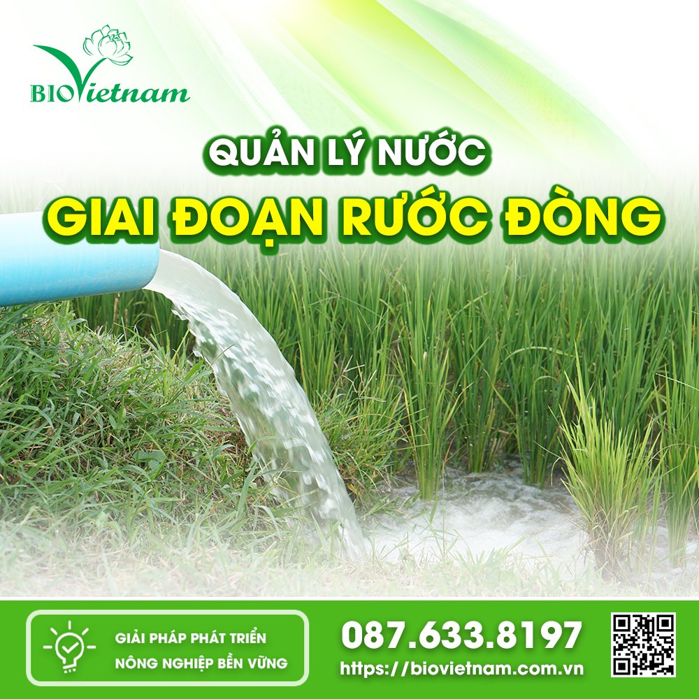 Cần quản lý nước tốt cho giai đoạn Rước đòng