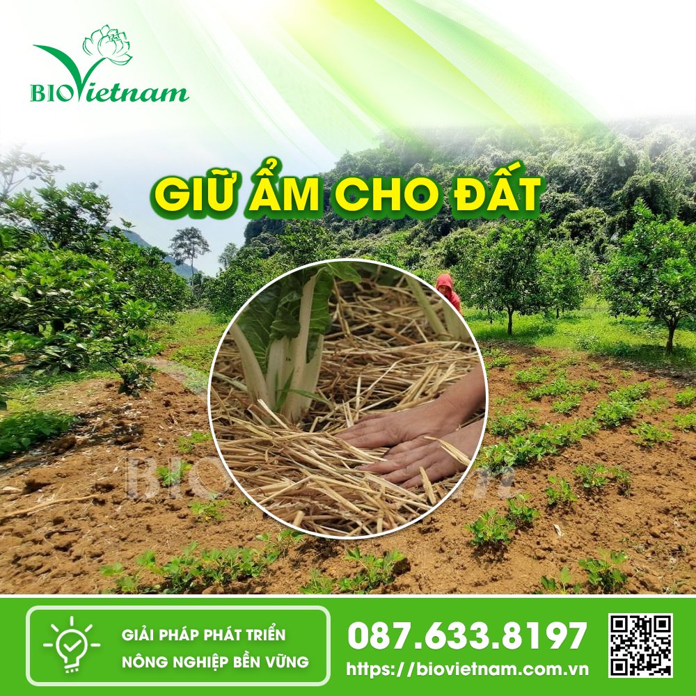 Giữ ẩm cho đất là một biện pháp quan trọng giúp cây ăn quả phát triển tốt trong điều kiện khô hạn. 