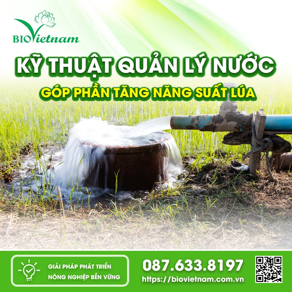 Kỹ Thuật Quản Lý Nước Góp Phần Tăng Năng Suất Lúa