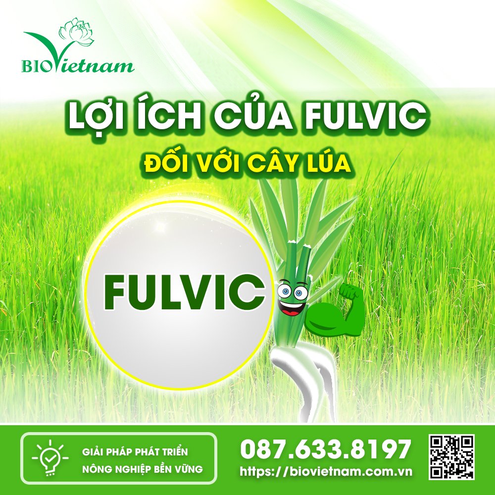 Vai trò quan trọng của Fulvic với cây lúa hiện nay