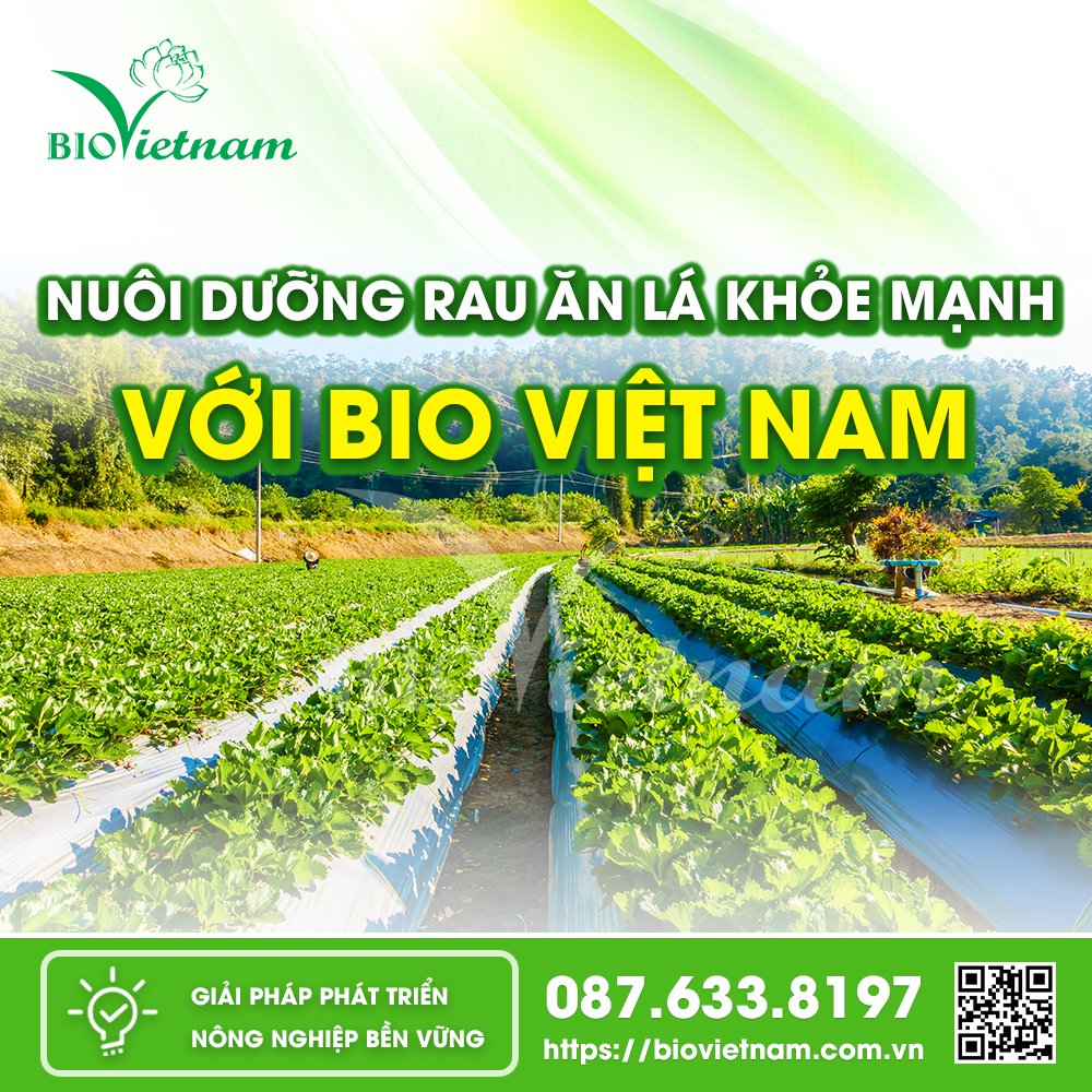 Rau ăn lá xanh tươi khi được cung cấp đủ chất dinh dưỡng