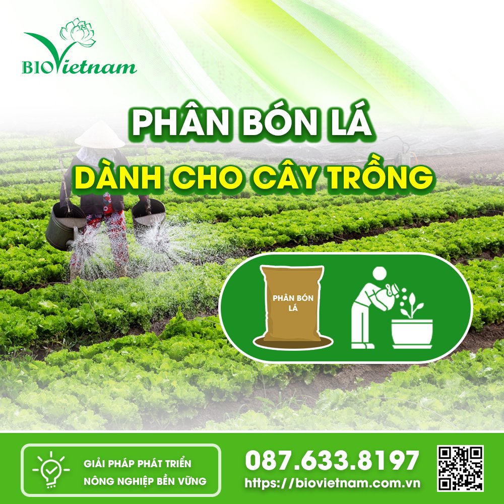 Phân bón lá cung cấp dinh dưỡng cho cây trồng