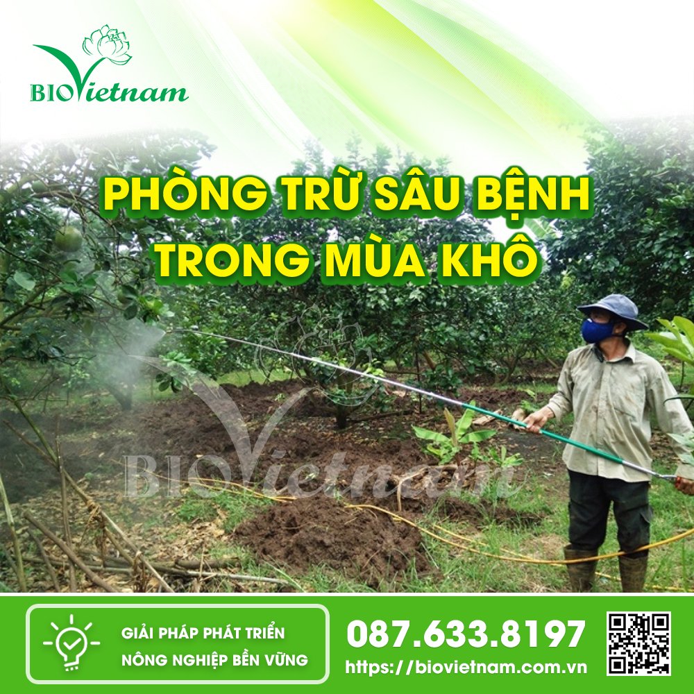 Phòng trừ sâu bệnh giúp cây trồng khoẻ mạnh