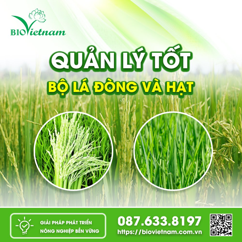 Quản lý tốt Bộ lá đòng cũng giúp vụ mùa đạt năng suất cao