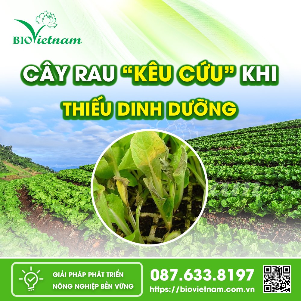 Thiếu chất dinh dưỡng rau sẽ trở nên còi cọc - vàng lá