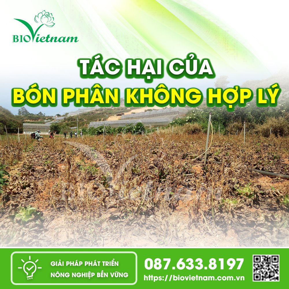 Bón phân không hợp lý gây ra nhiều hệ luỵ