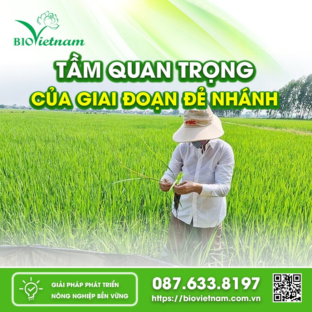 Giai đoạn Đẻ nhánh vô cùng quan trọng của cây lúa