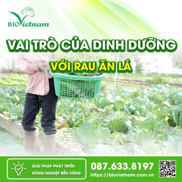 Nuôi dưỡng rau ăn lá khỏe mạnh với Bio Việt Nam