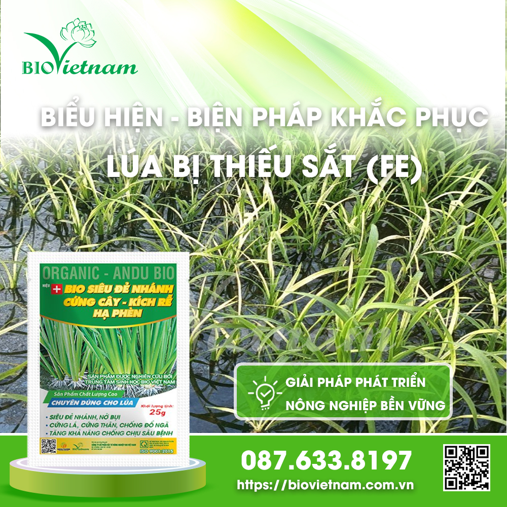 Những Biện Pháp Khắc Phục Lúa Bị Thiếu Sắt (Fe)