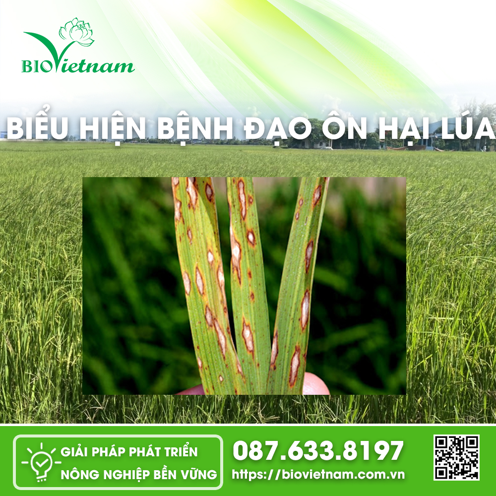 Đạo ôn gây hại ở lá lúa trong giai đoạn Đẻ nhánh