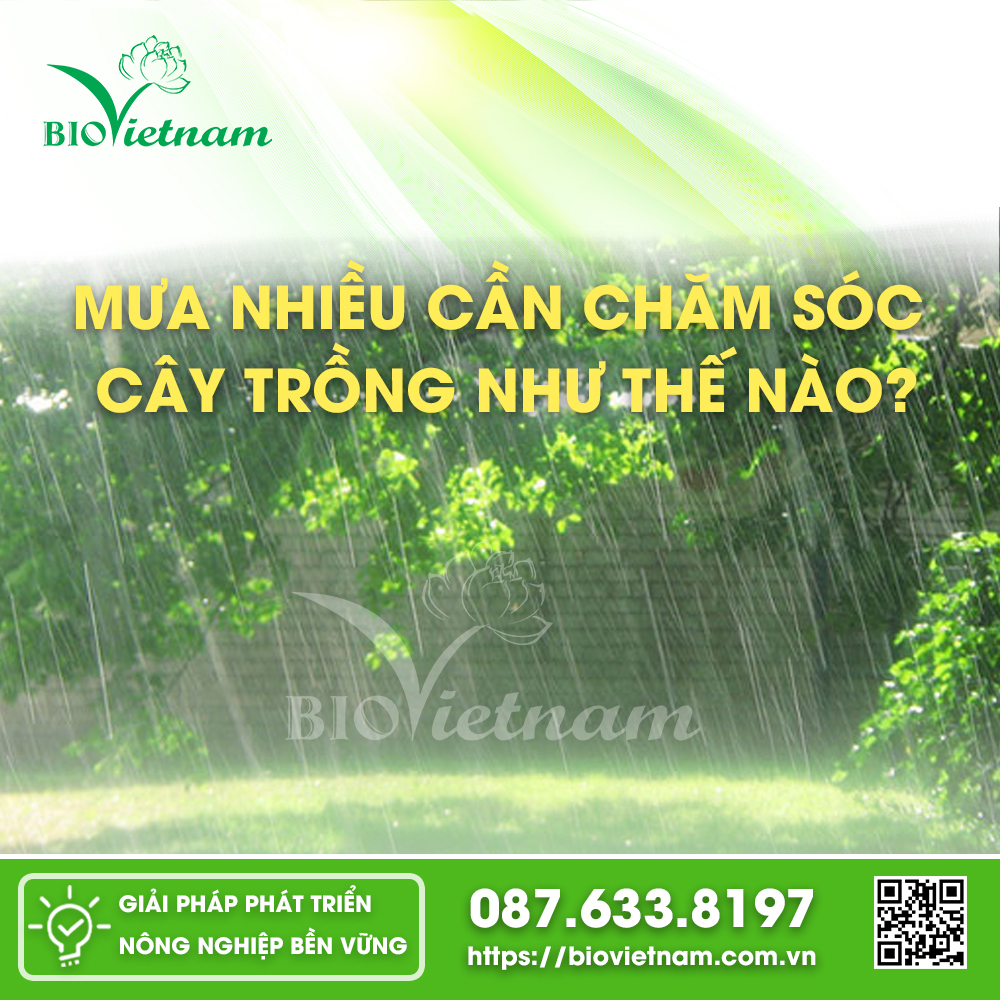 Mưa Nhiều Cần Chăm Sóc Cây Trồng Như Thế Nào?