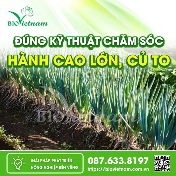 Kỹ Thuật Trồng Và Chăm Sóc Hành Lá