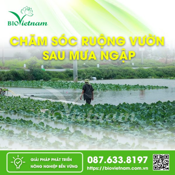 Chăm Sóc Ruộng Vườn Sau Mưa Ngập