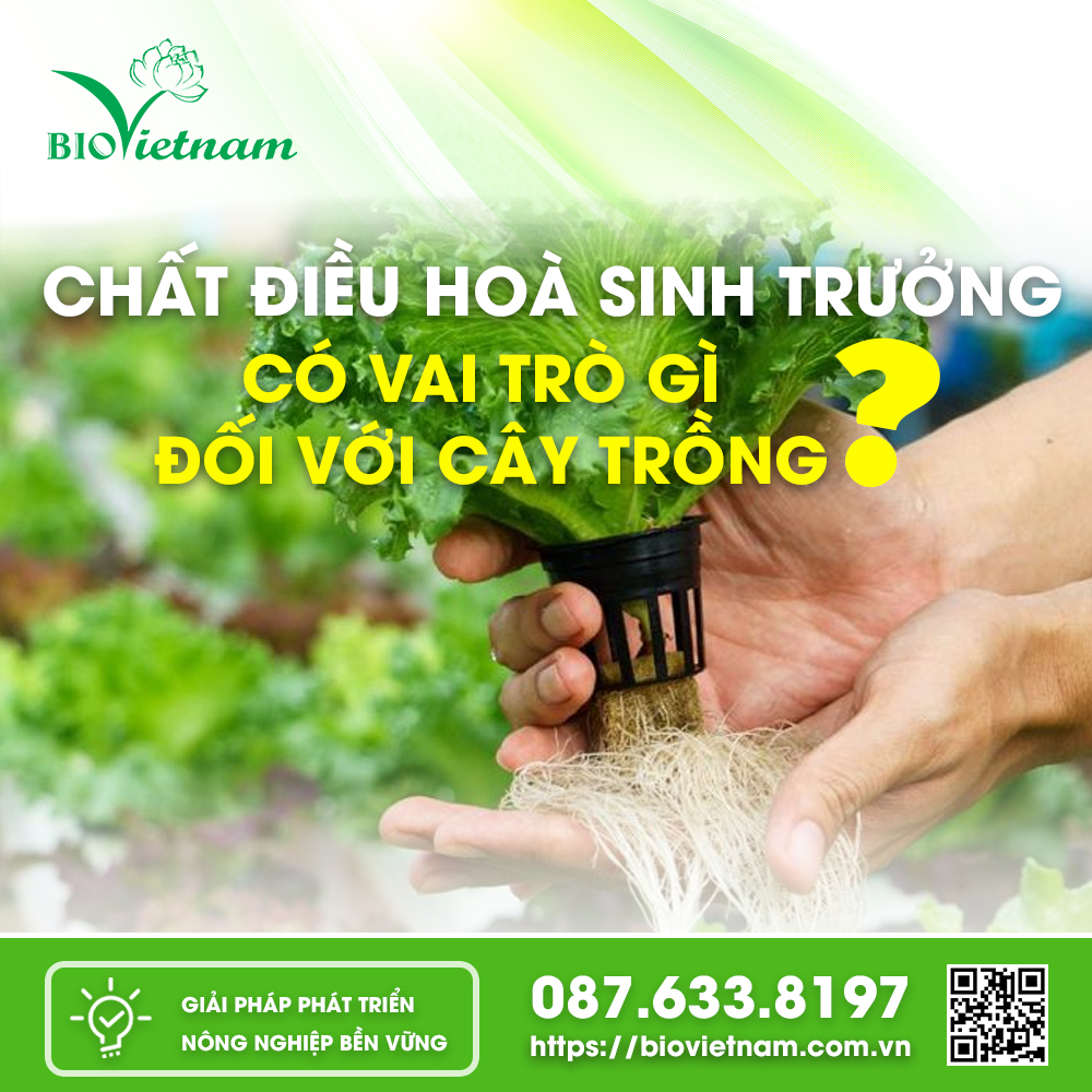 Chất điều hoà sinh trưởng có vai trò gì đối với cây trồng?