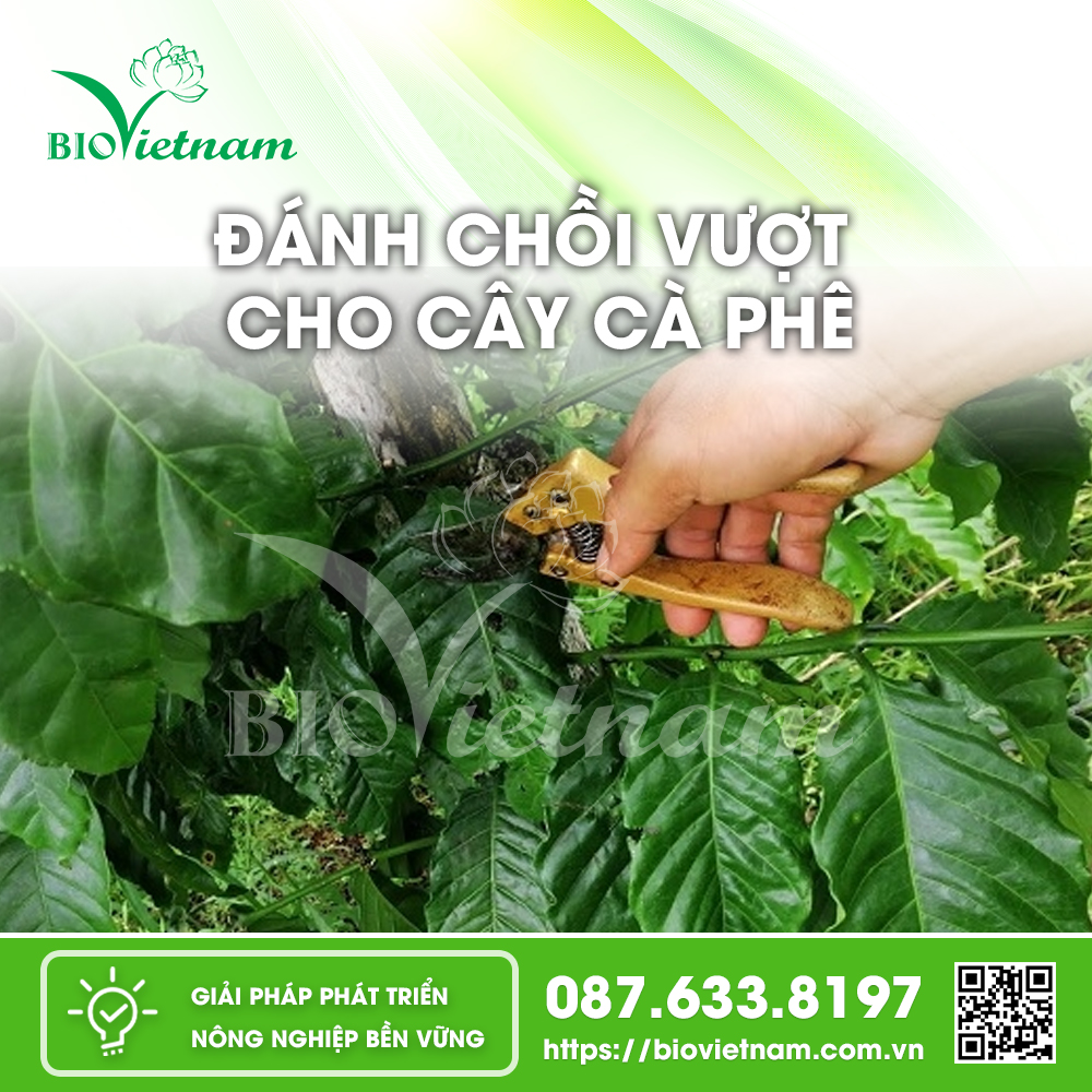 Đánh vượt chồi để hạn chế sự cạnh tranh dinh dưỡng với những cành có quả