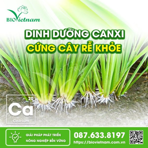 Dinh dưỡng Canxi cứng cây rễ khoẻ