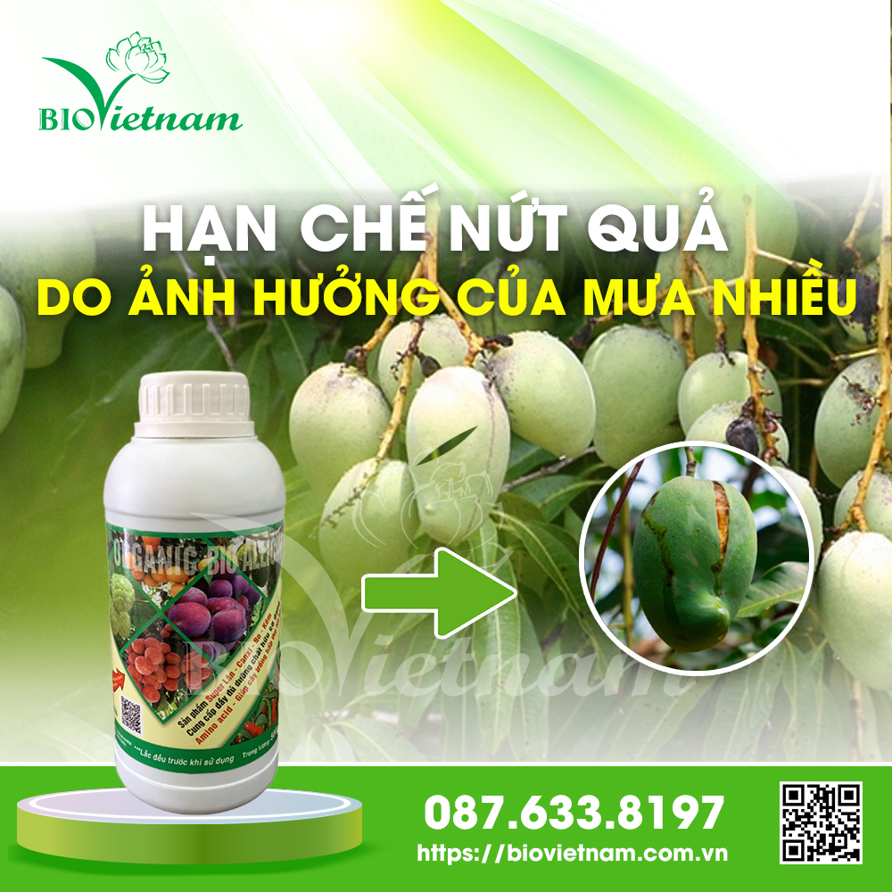 Hạn Chế Nứt Quả Do Thời Tiết Mưa Nhiều