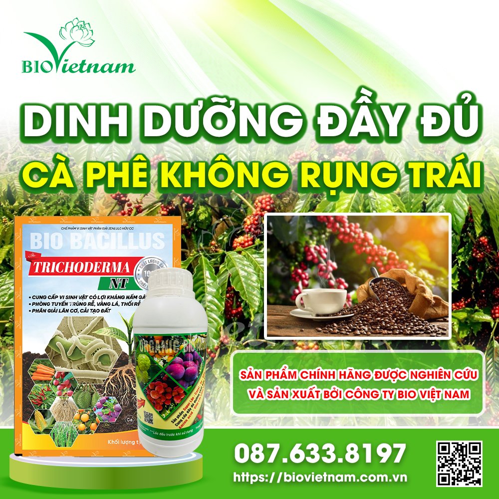 Hạn chế trái cà phê rụng nhờ cung cấp dinh dưỡng đầy đủ