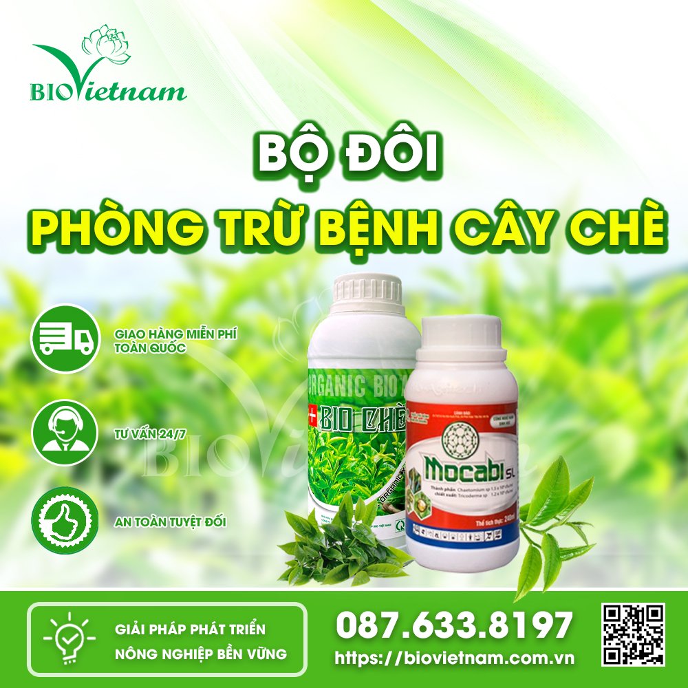 Bộ đôi sản phẩm phòng trừ hiệu quả bệnh thối búp chè