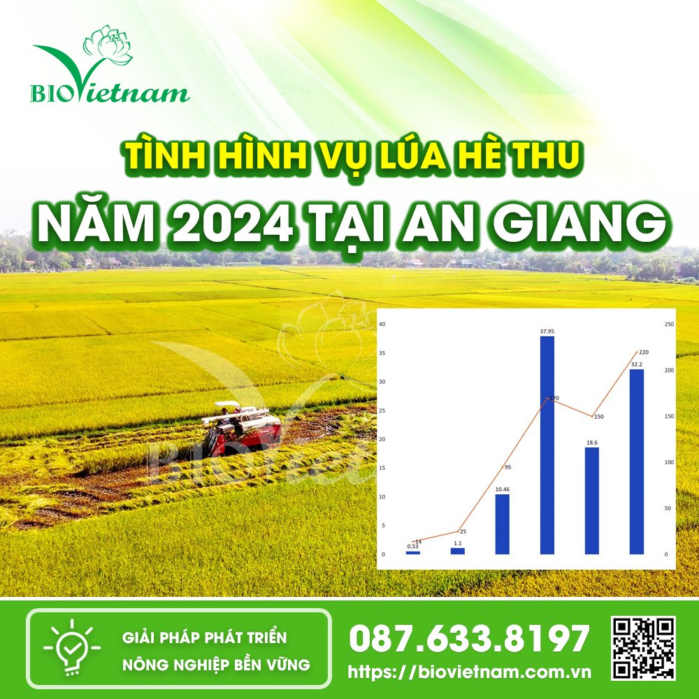 Năm 2024 năng suất lúa hè thu ở An Giang tăng so với năm ngoái