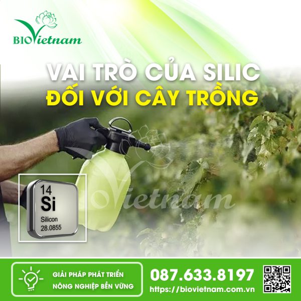 Vai Trò Của Silic Đối Với Cây Trồng Hiện Nay